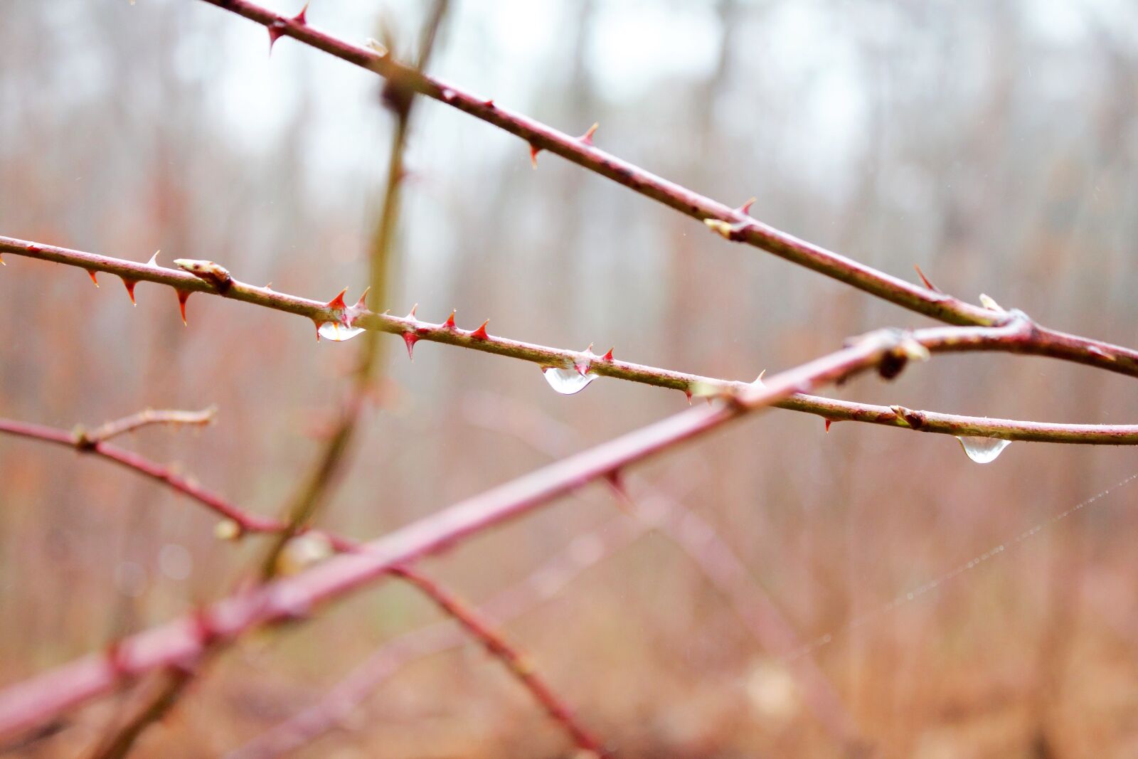 Canon EOS 1100D (EOS Rebel T3 / EOS Kiss X50) sample photo. Rain, drop, wet photography
