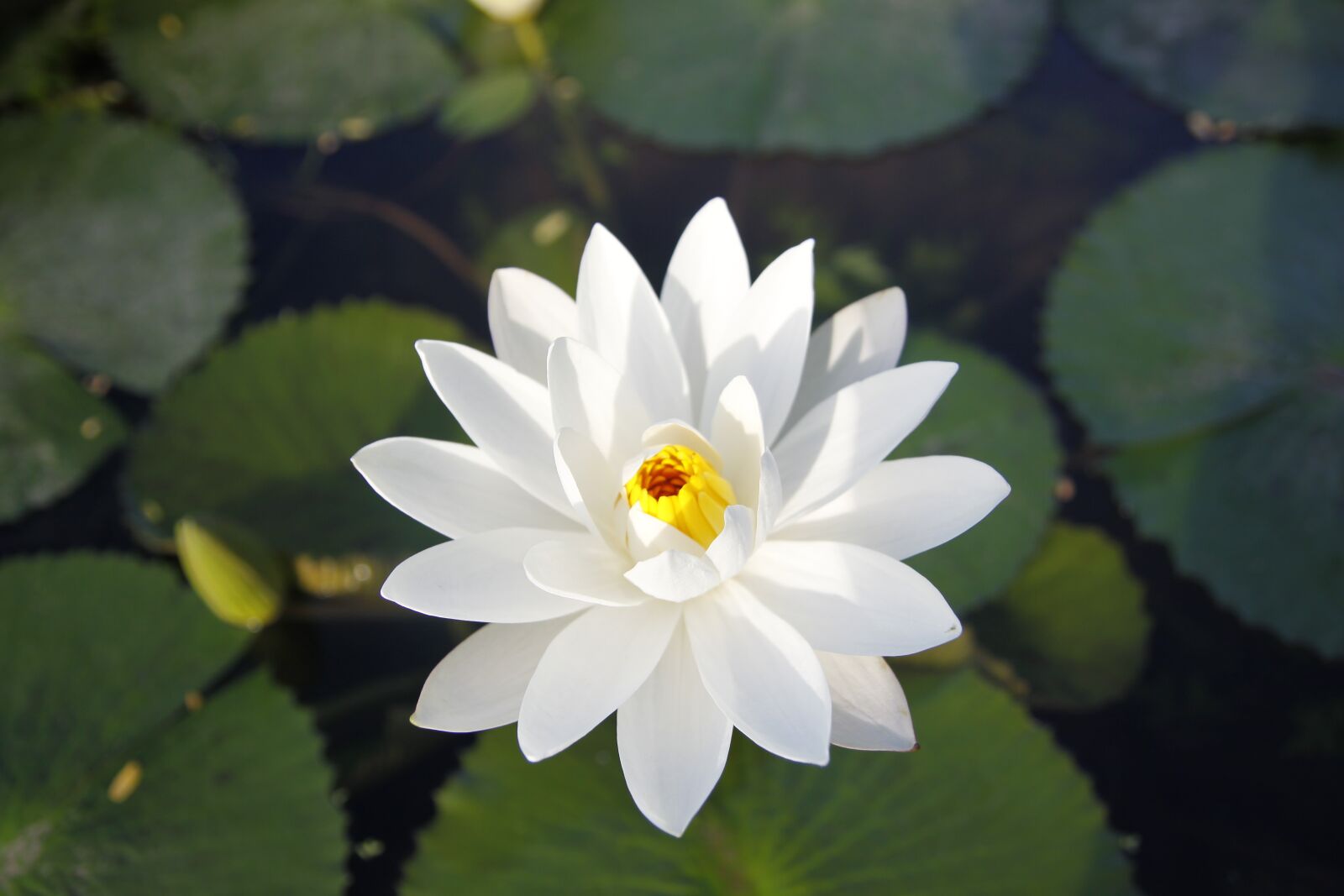 Canon EOS 50D sample photo. White water lily, blooming photography