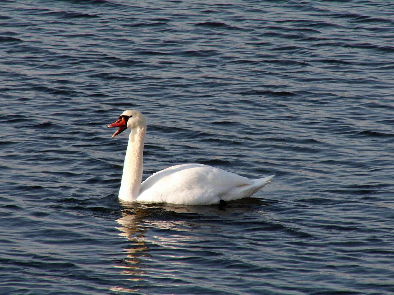 KONICA MINOLTA DiMAGE Z3 sample photo. Swan, bird, water photography