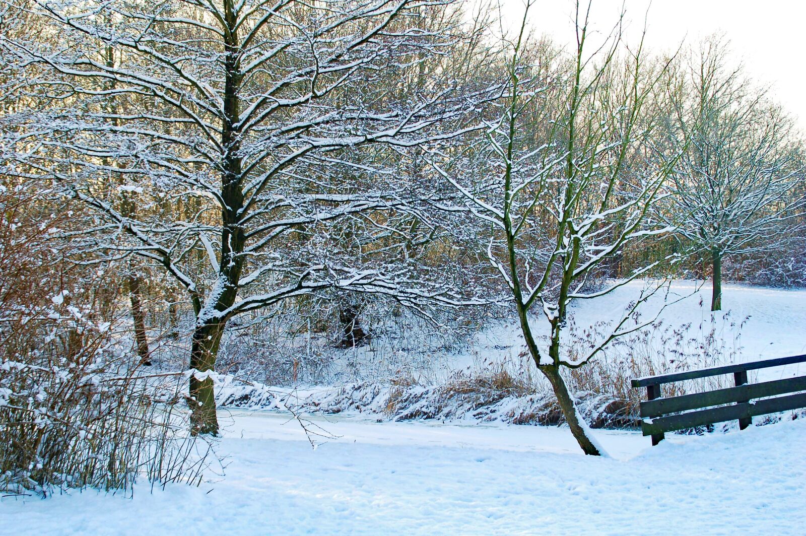 Nikon D50 sample photo. Winter, park, trees photography