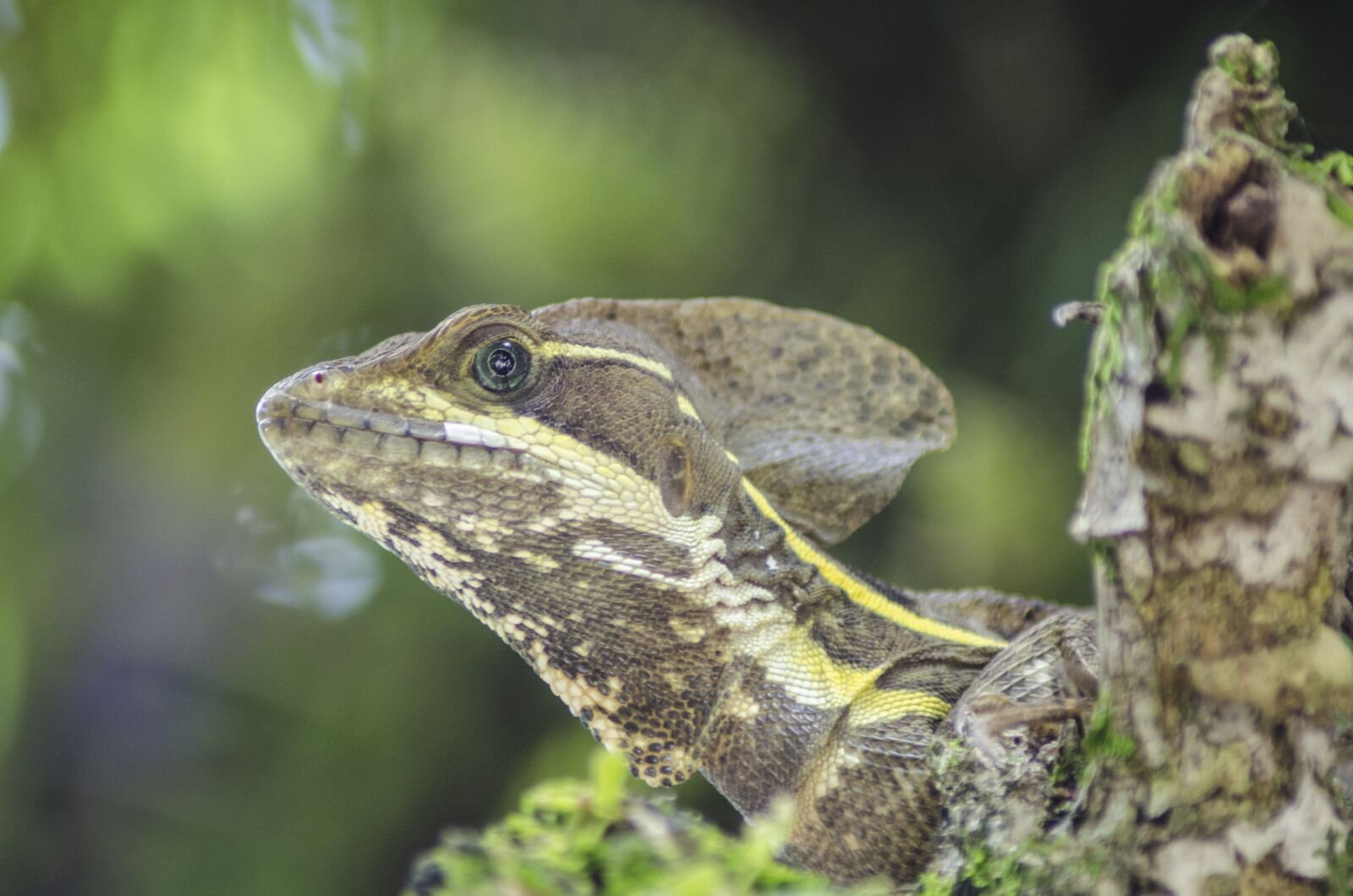 Nikon D5100 sample photo. Nature, wildlife, animal photography