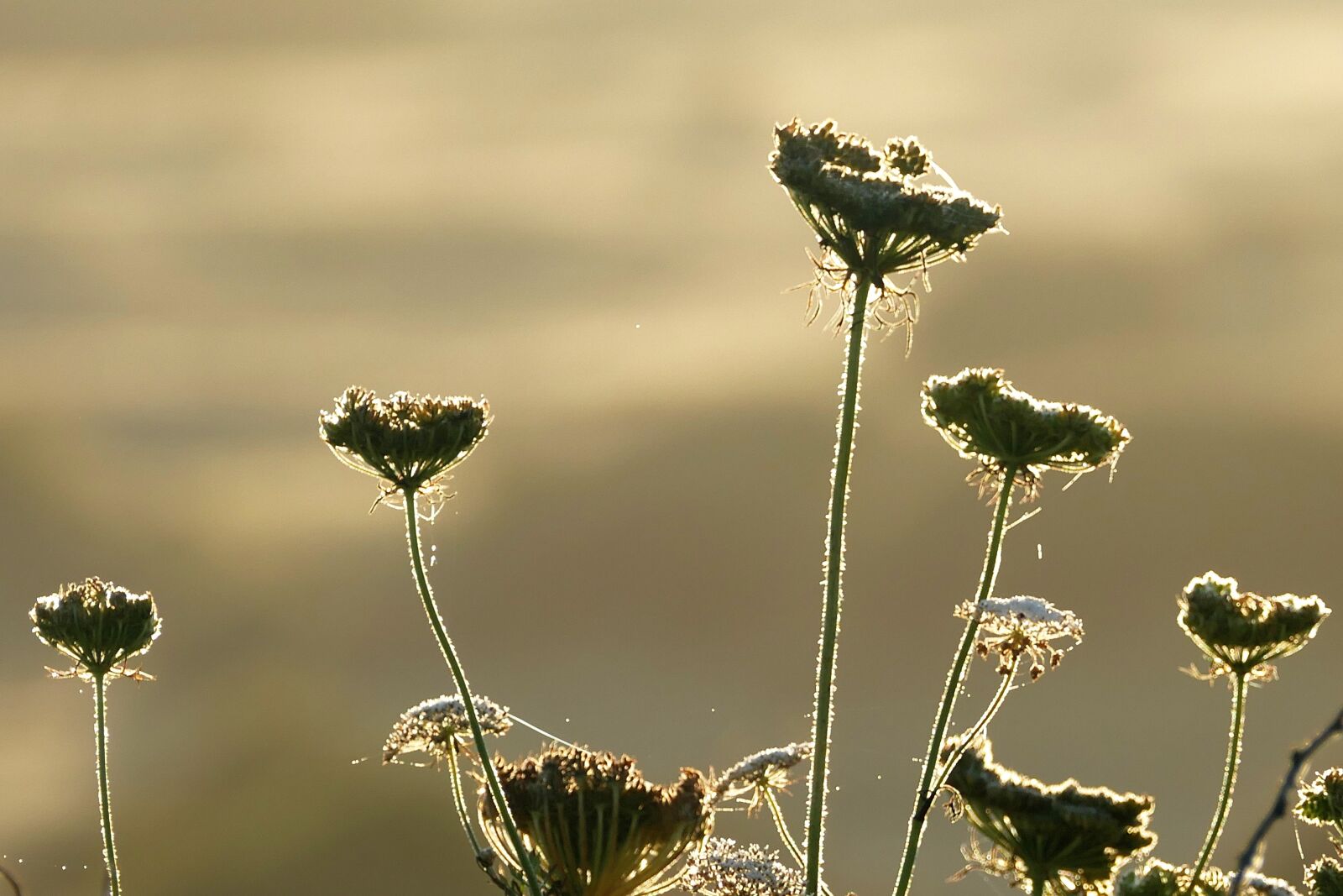 Panasonic Lumix DMC-FZ1000 sample photo. Plants, contre jour, nature photography
