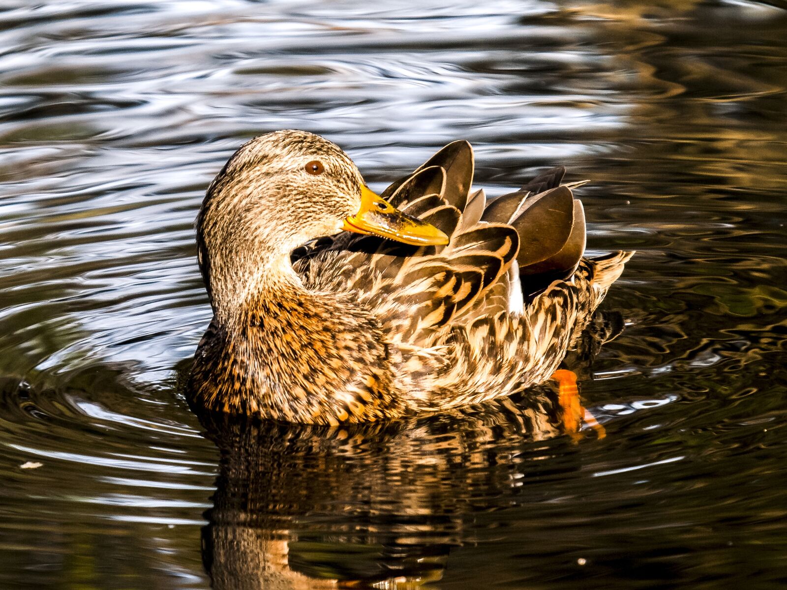 Olympus E-3 sample photo. Mallard, duck, water bird photography