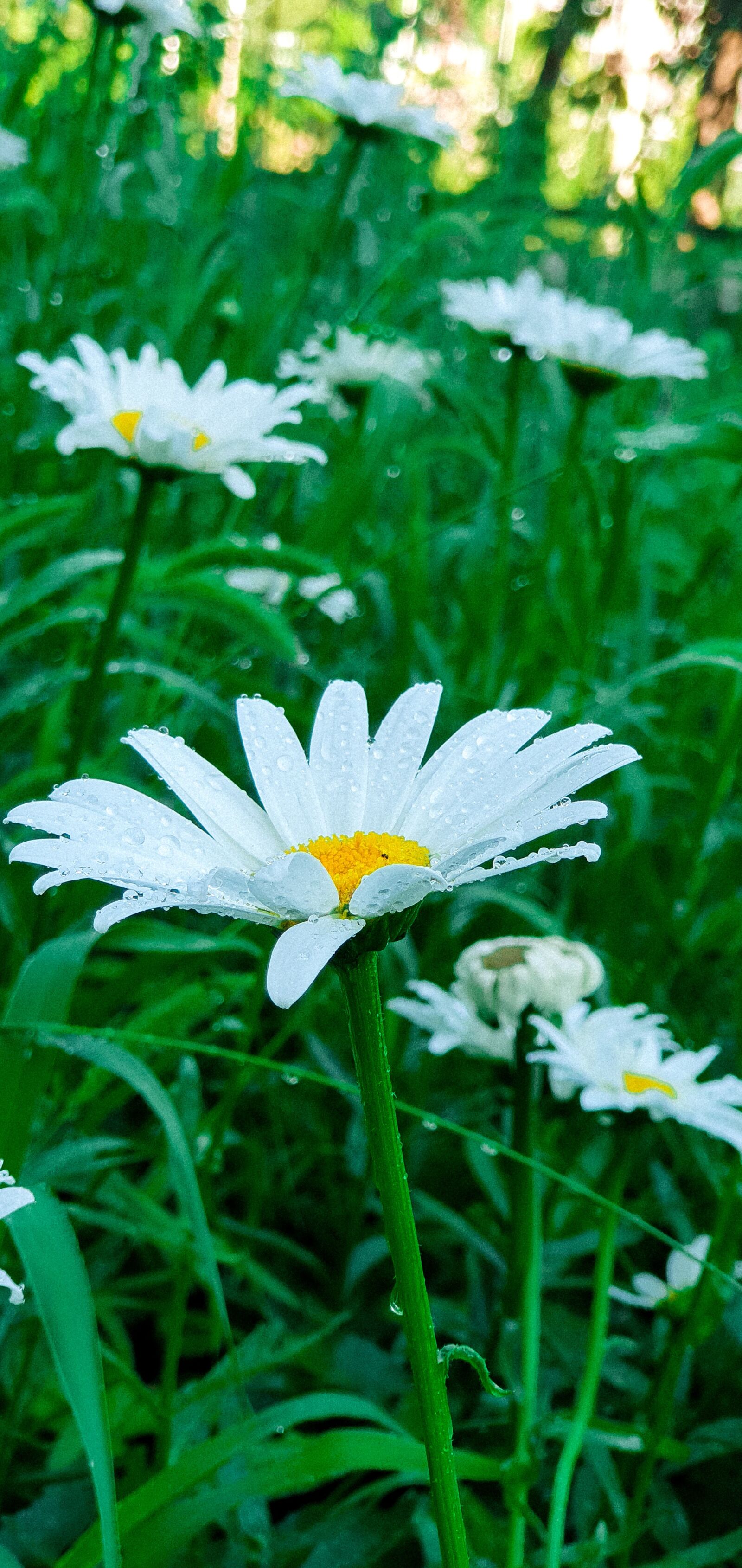 Samsung Galaxy S10+ sample photo. Flowers, chamomile, greens photography