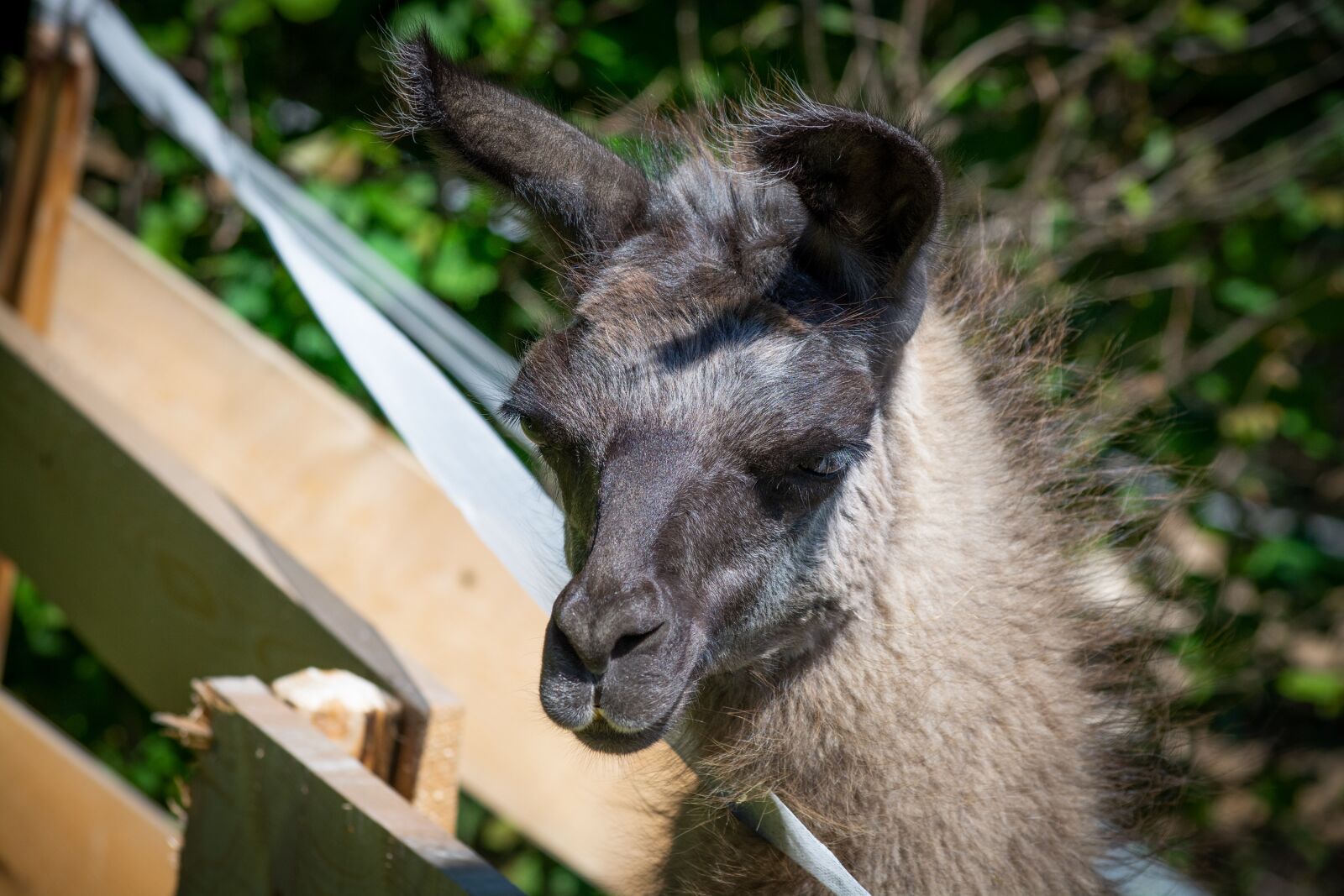 Nikon D7100 sample photo. Llama, animal, livestock photography