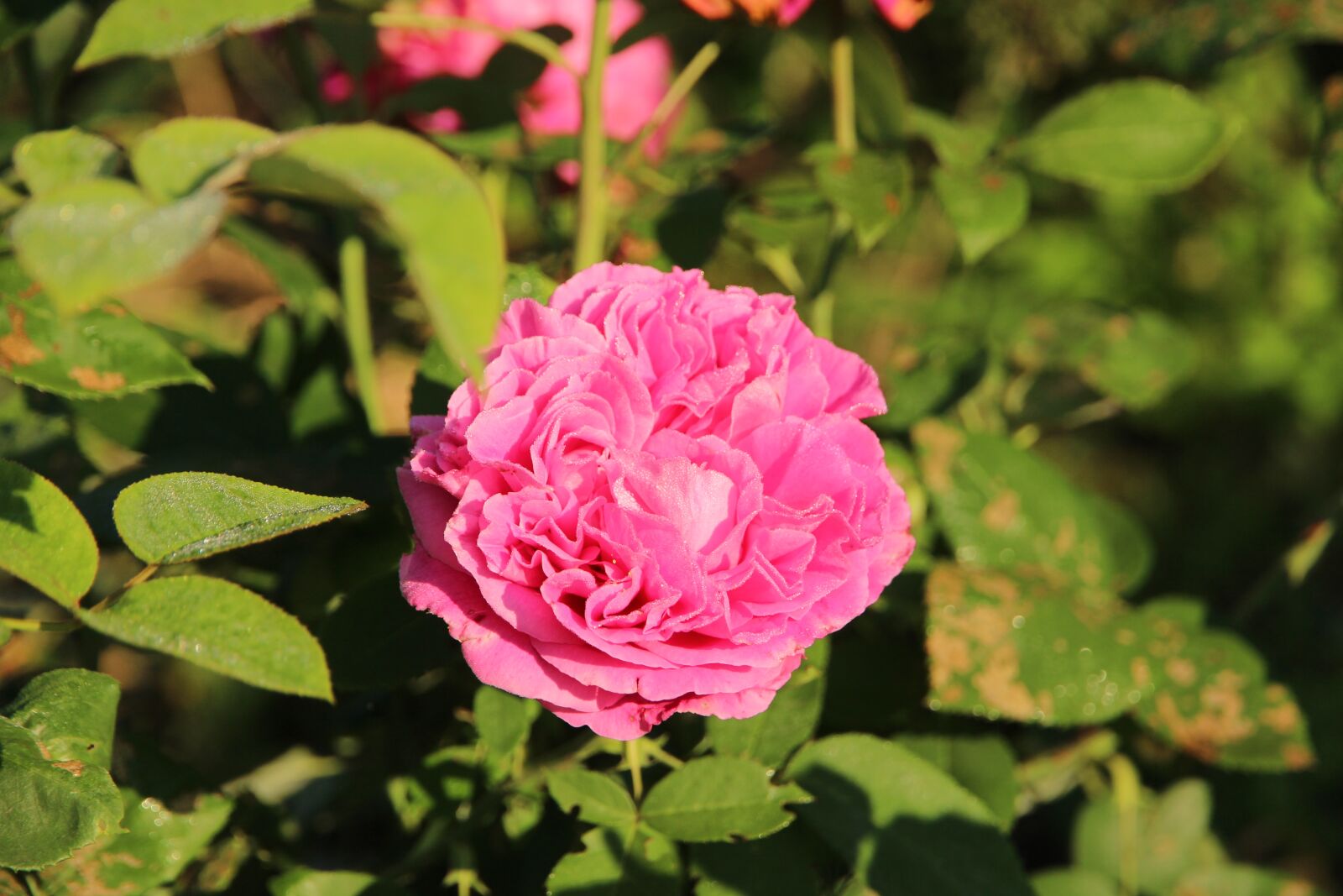 Canon EF-S 15-85mm F3.5-5.6 IS USM sample photo. Rose, pink rose, pink photography