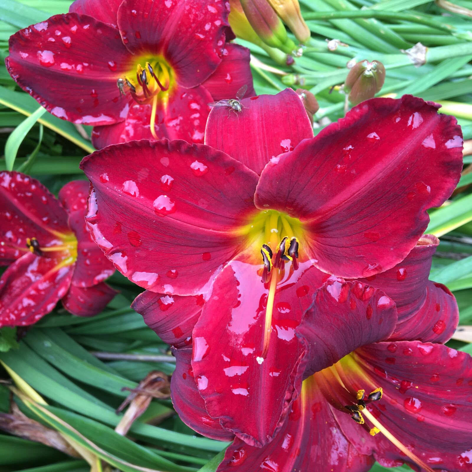 Apple iPhone 6s sample photo. Red lilies, flowers, garden photography