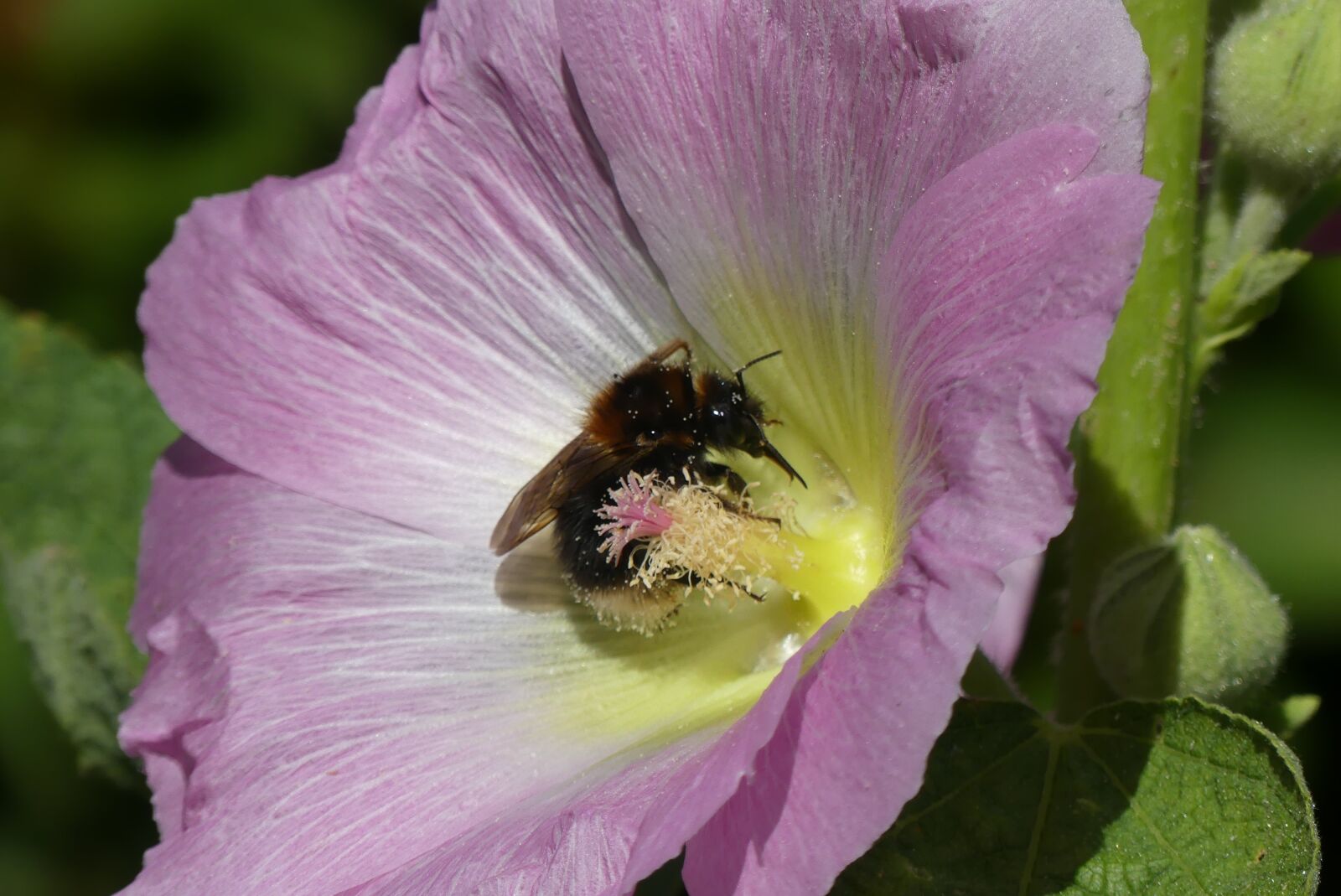 Panasonic Lumix DMC-FZ300 sample photo. Hummel, hibiscus, blossom photography