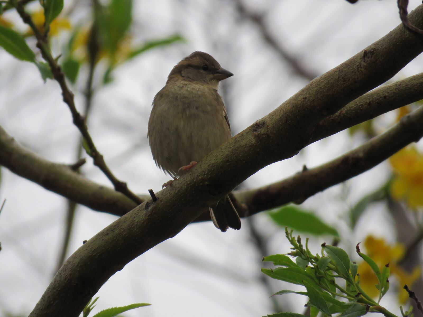 Canon PowerShot SX60 HS sample photo. Bird, pardal, animal photography