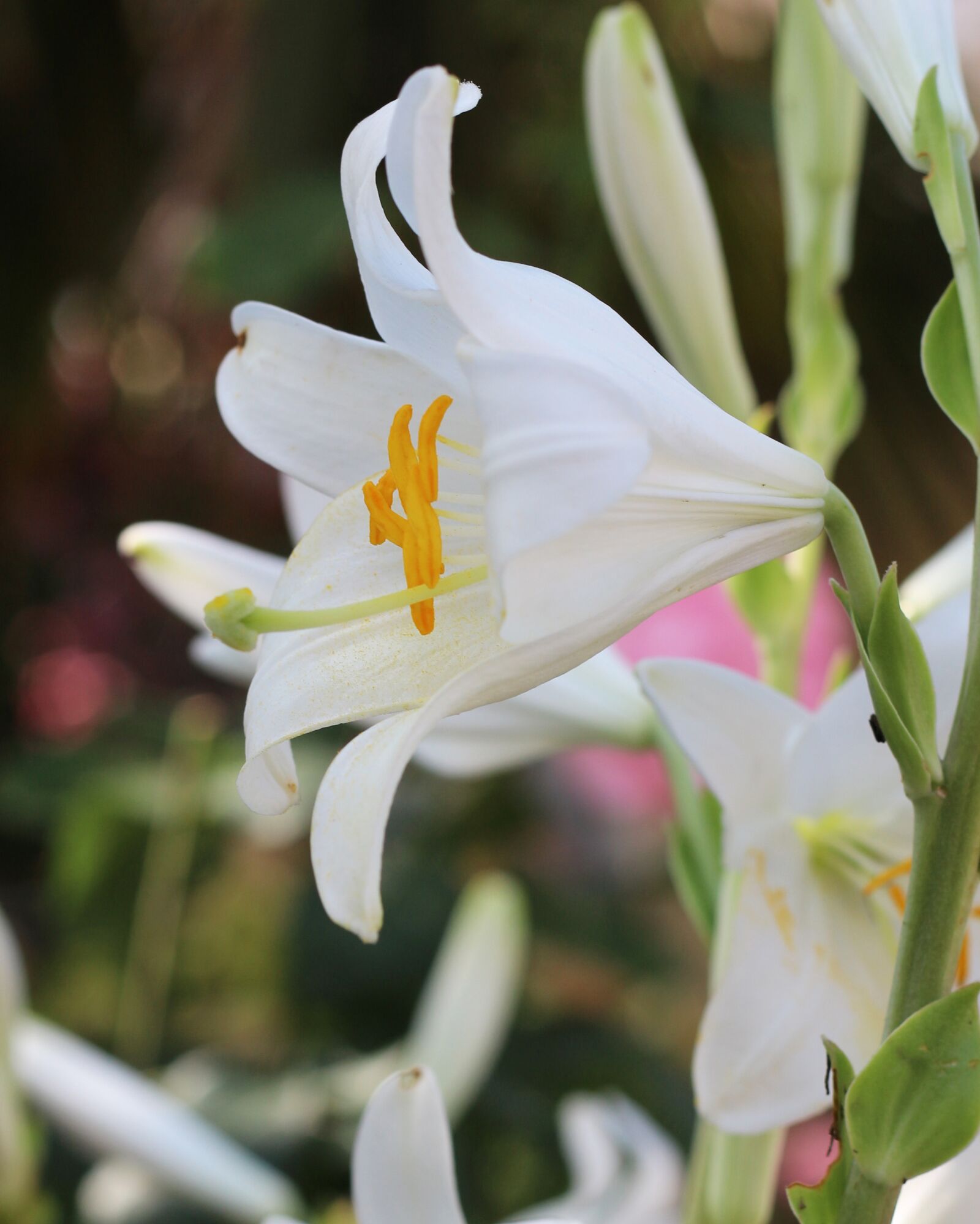 Canon EOS 700D (EOS Rebel T5i / EOS Kiss X7i) sample photo. White flower, lily, bloom photography