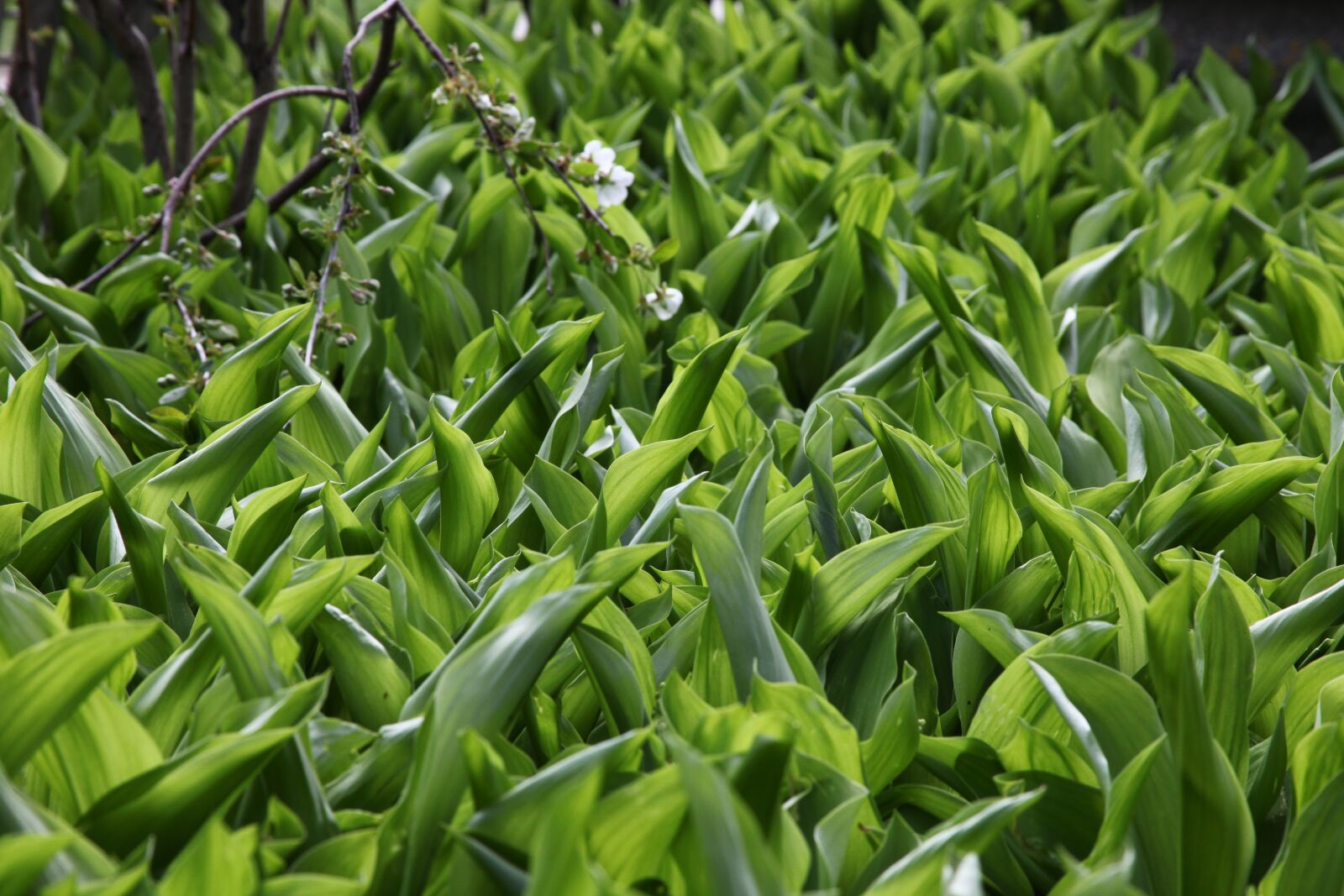 Canon EOS 5D Mark II sample photo. Green grass, lilies of photography