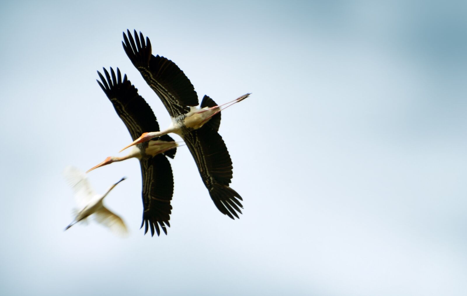 Nikon D7100 sample photo. Animals, birds, sri lanka photography