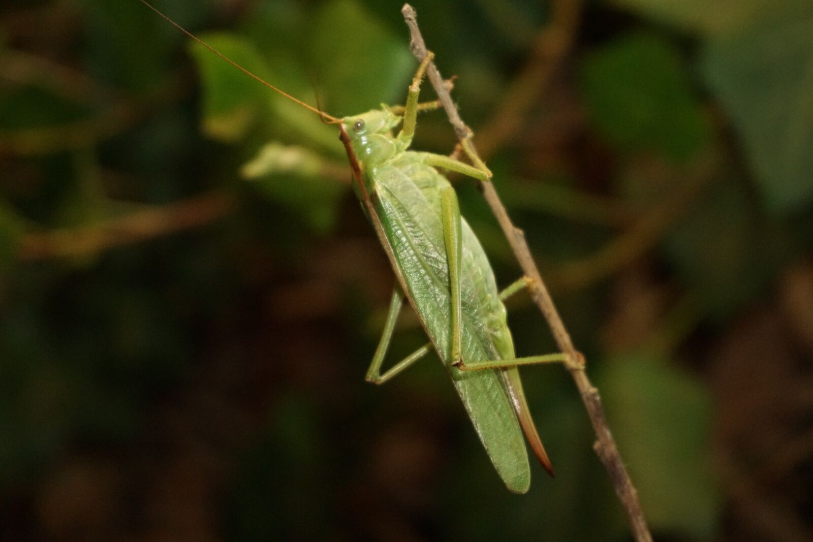Sony a6000 sample photo. Grasshopper, green, insect photography