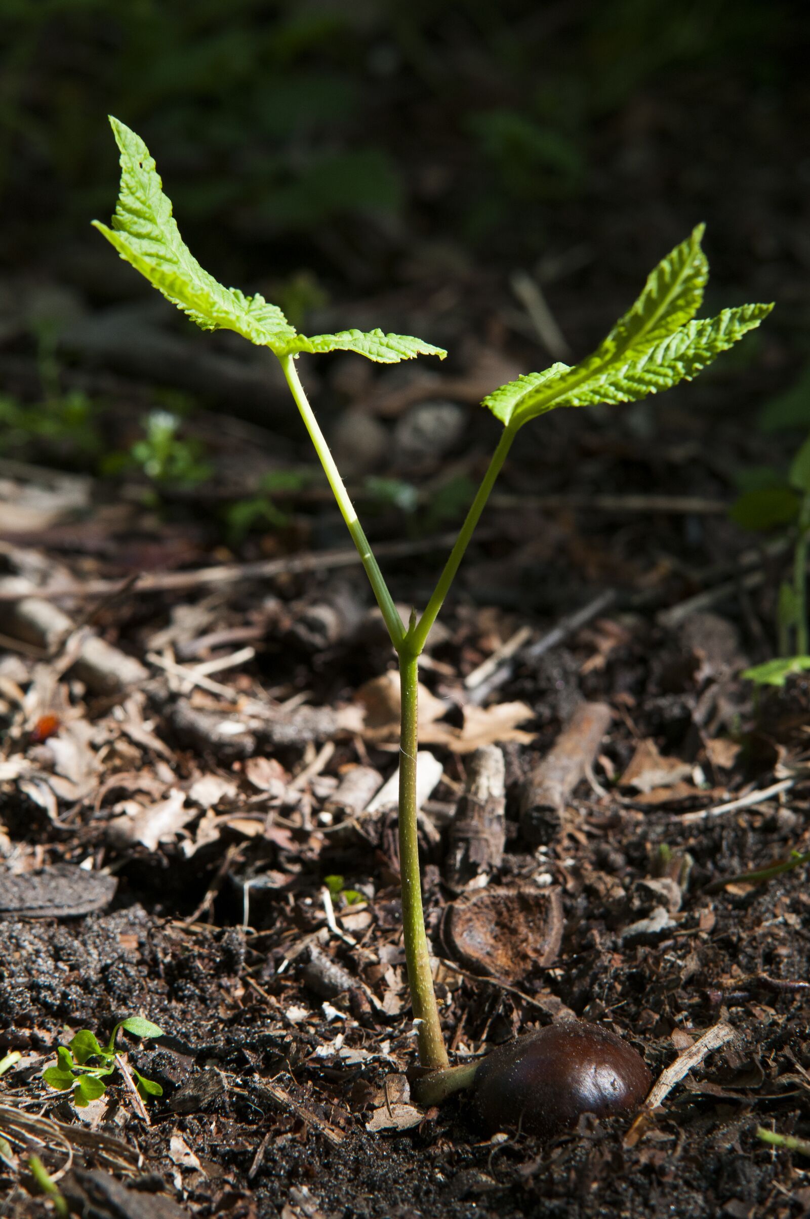 Nikon D300 sample photo. Forest, chestnut, spring photography