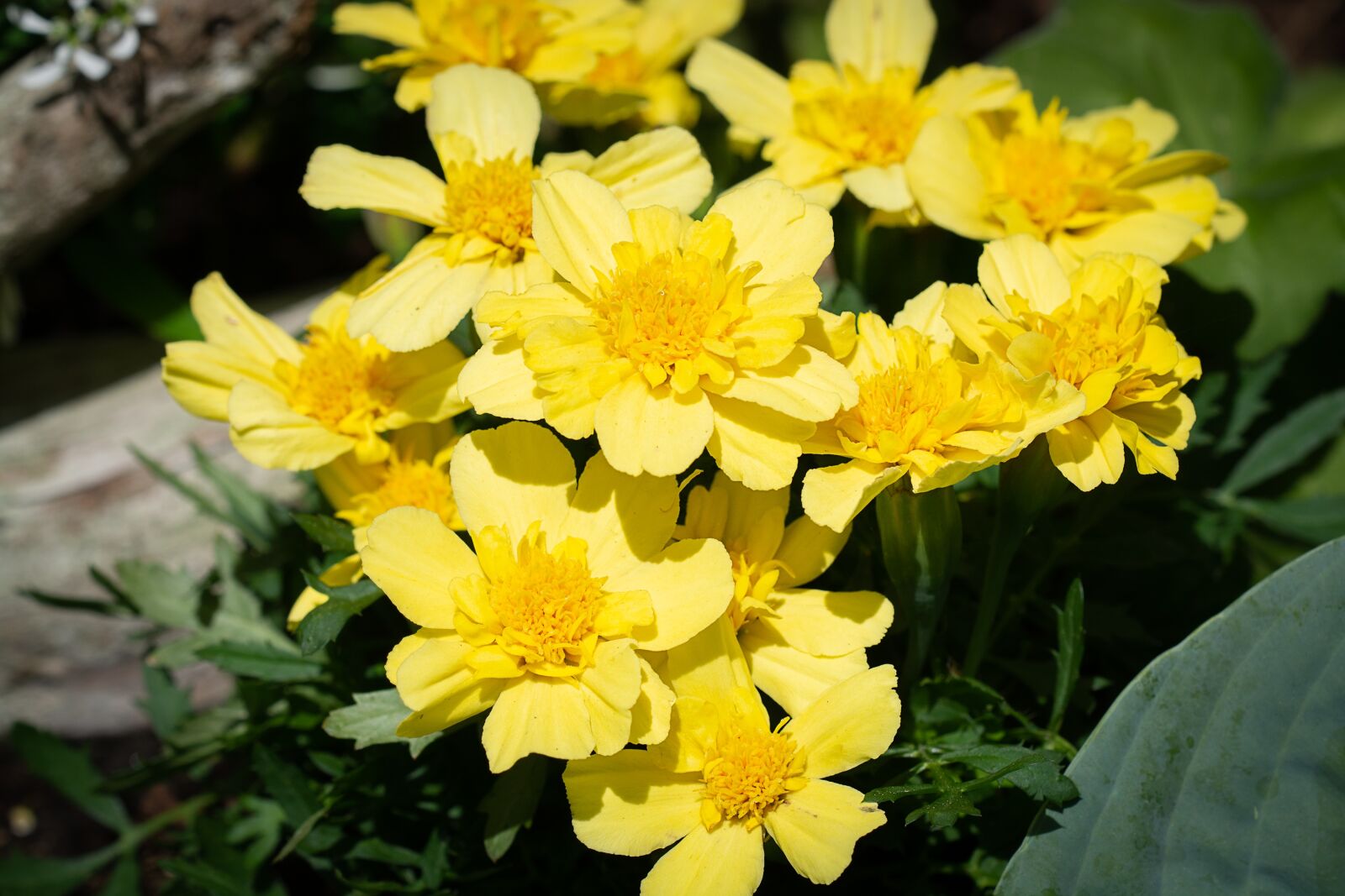 Nikon D7100 sample photo. Flowers, yellow, yellow flowers photography