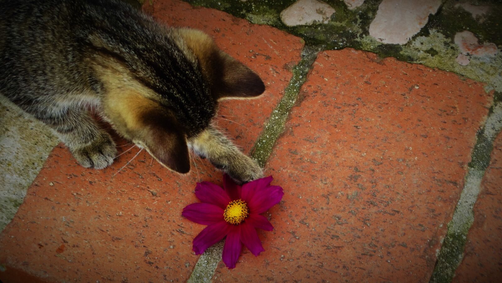 Sony Cyber-shot DSC-HX300 sample photo. Cat, kitten, funny photography