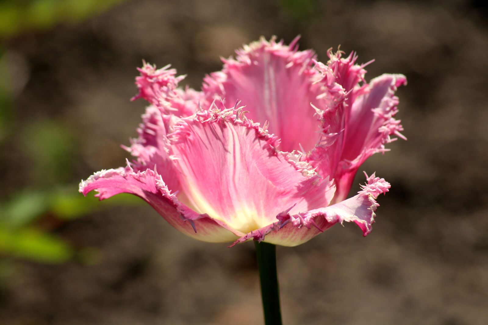 Canon EOS 1200D (EOS Rebel T5 / EOS Kiss X70 / EOS Hi) sample photo. Tulip, pink, spring flower photography
