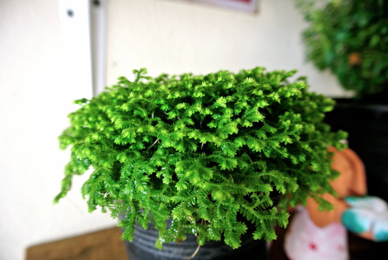 Nikon 1 J1 sample photo. Decorate photography