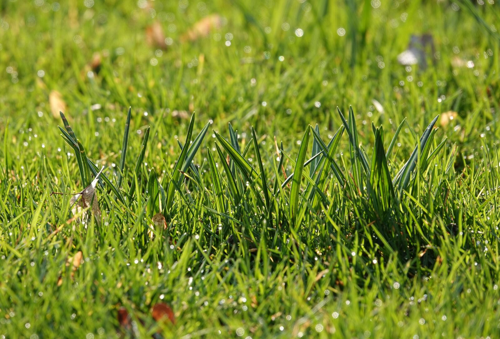 Sony Cyber-shot DSC-RX10 IV sample photo. Blades of grass, fresh photography