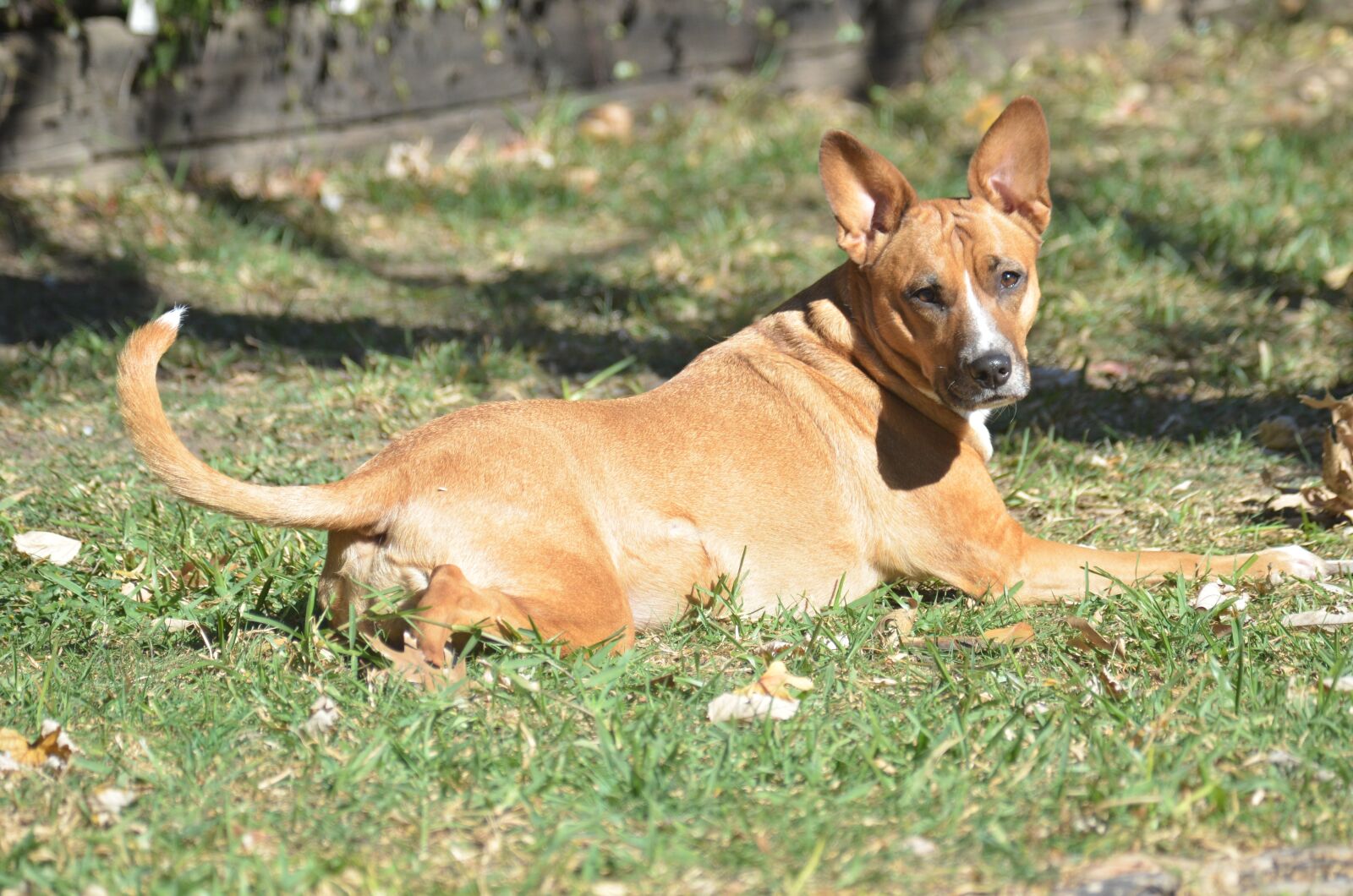 Nikon D7000 sample photo. Pit bull, terrier mix photography