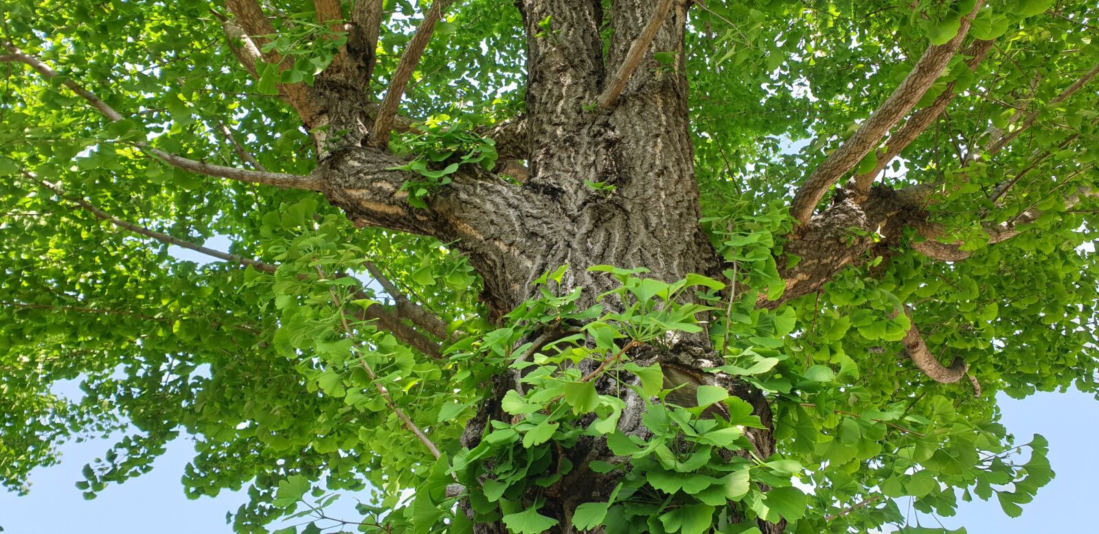 Samsung Galaxy Note9 sample photo. Summer, bank, nature photography
