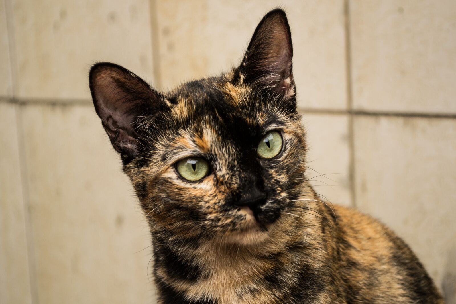 Nikon D3100 sample photo. Animal, cute, portrait photography