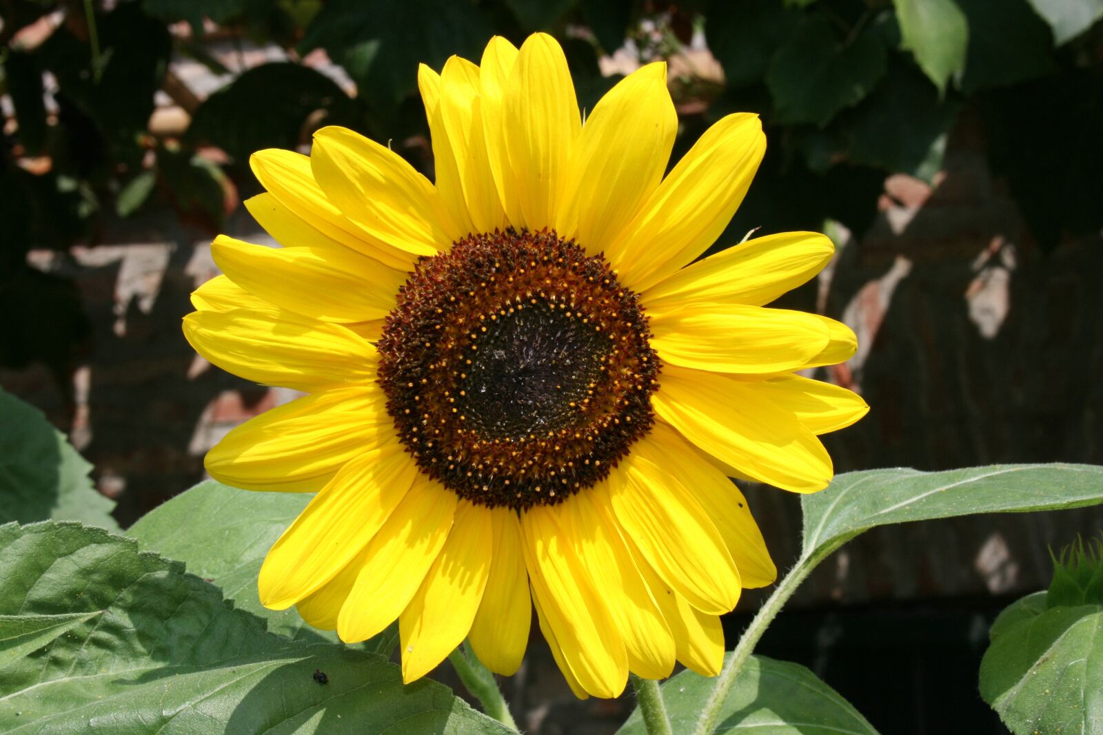 Canon EOS 400D (EOS Digital Rebel XTi / EOS Kiss Digital X) sample photo. Sunflower, flower, summer photography