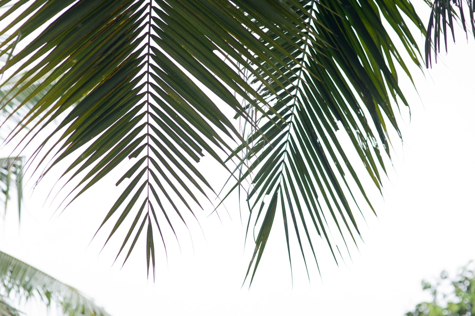 Nikon D3S sample photo. Palm trees, coconut tree photography