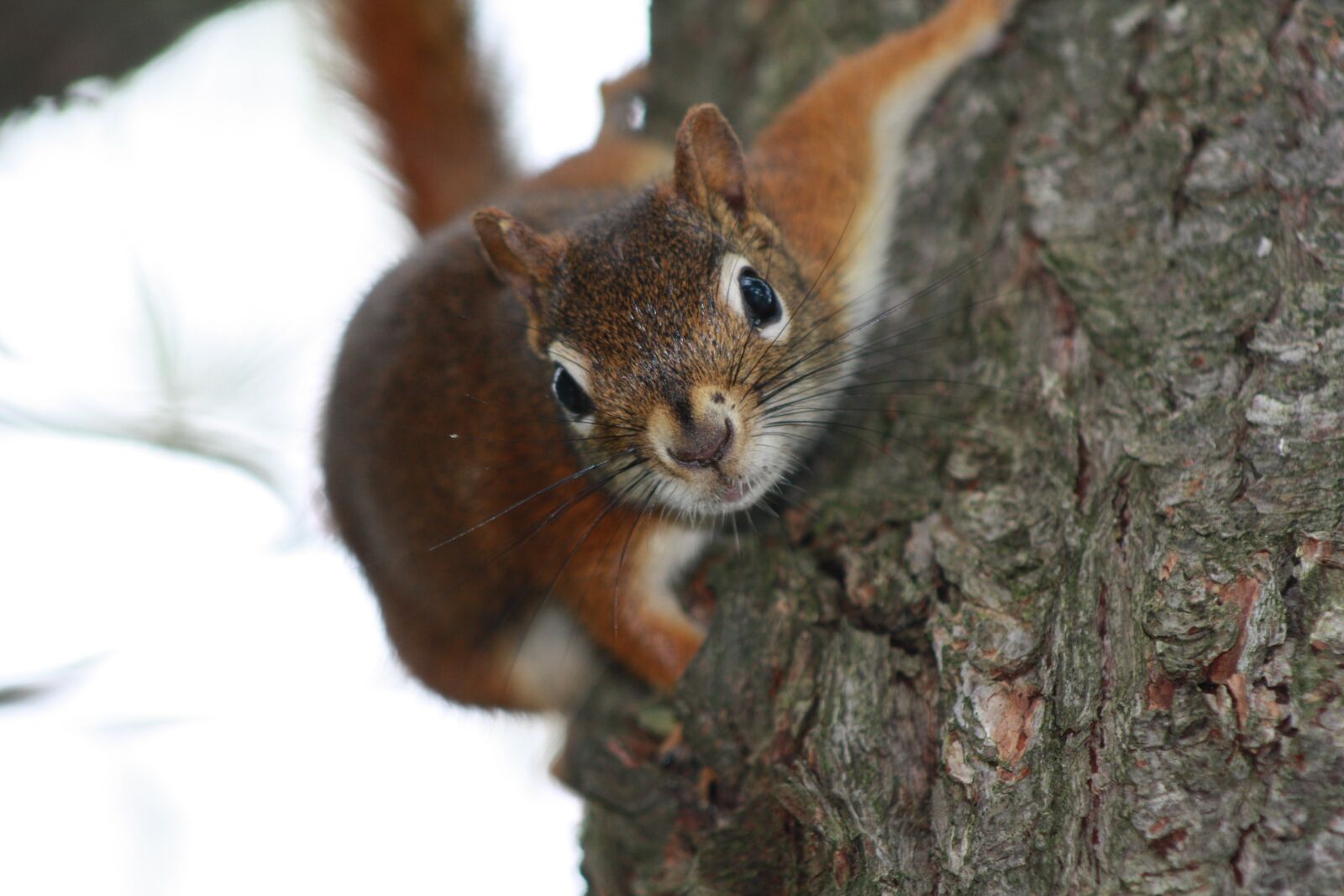 Canon EOS 1000D (EOS Digital Rebel XS / EOS Kiss F) sample photo. Squirrel, tree, forest photography
