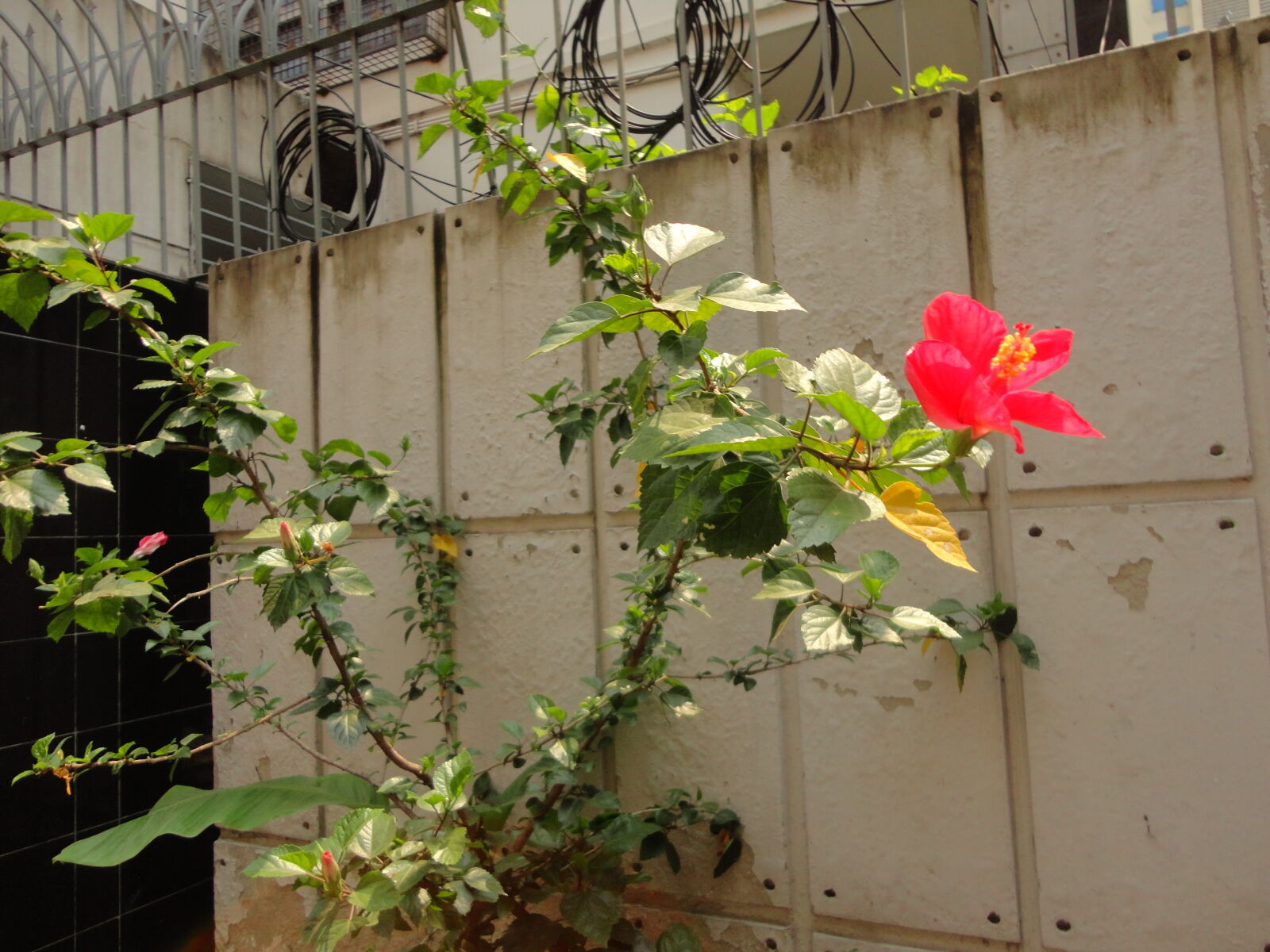 Sony Cyber-shot DSC-W570 sample photo