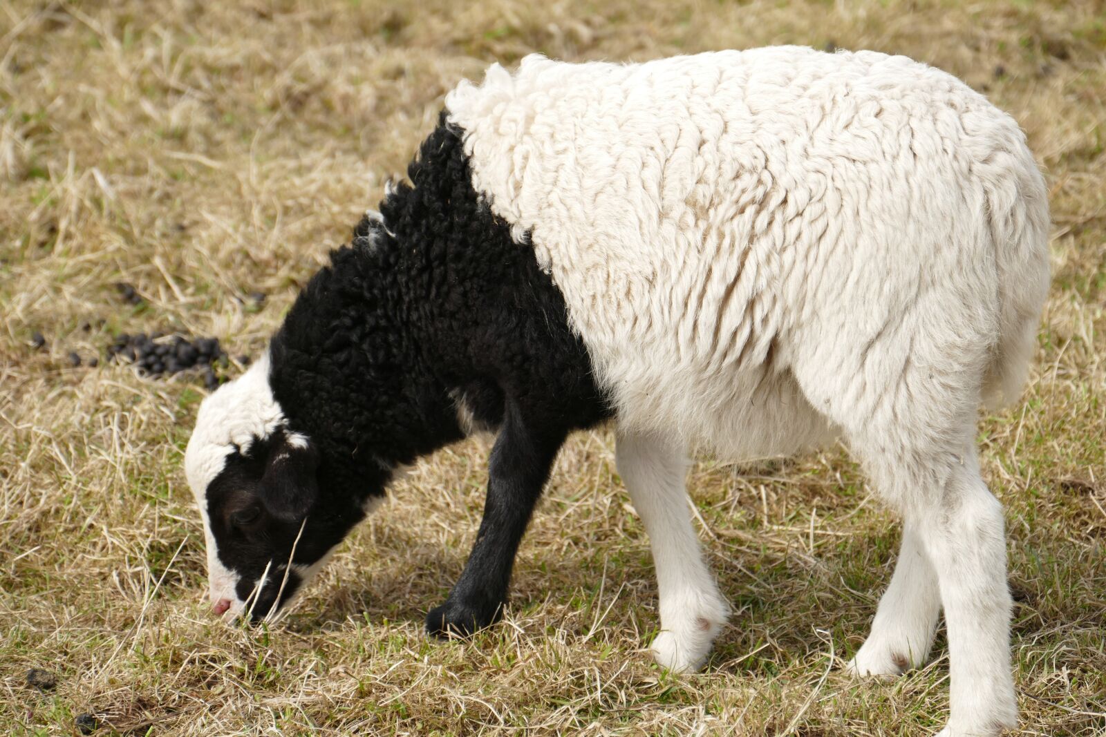 Panasonic Lumix DMC-FZ1000 sample photo. Animal, lamb, pasture photography