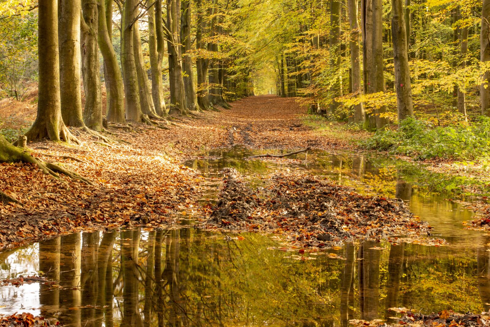 Nikon D7200 sample photo. Autumn, fall, golden photography