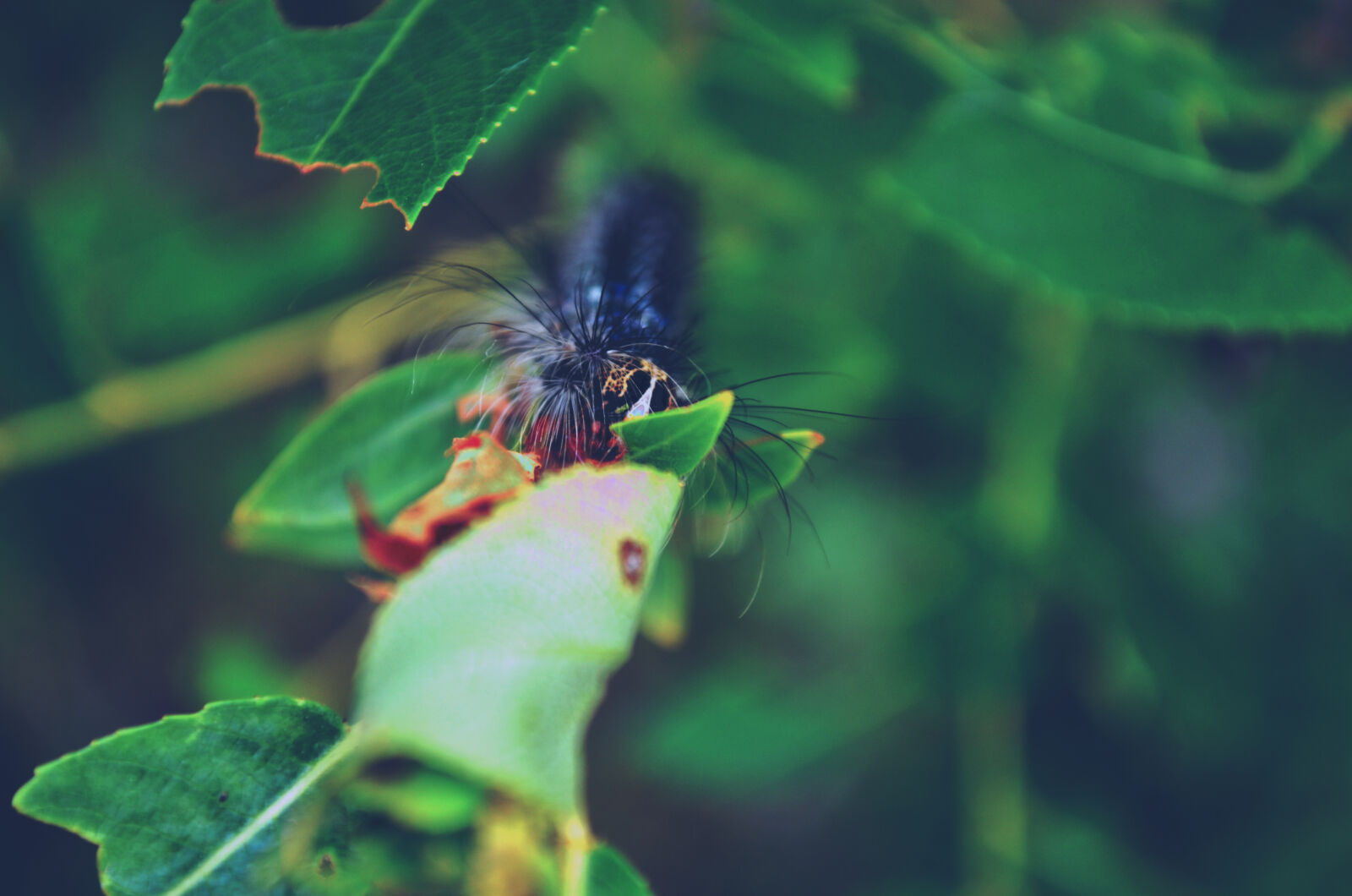 Nikon D5100 sample photo. Caterpillar photography
