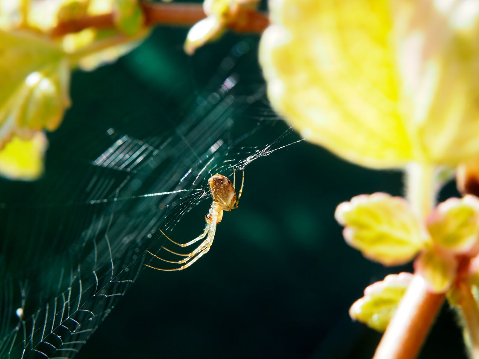 Olympus OM-D E-M10 sample photo. Spider, araneus, cobweb photography