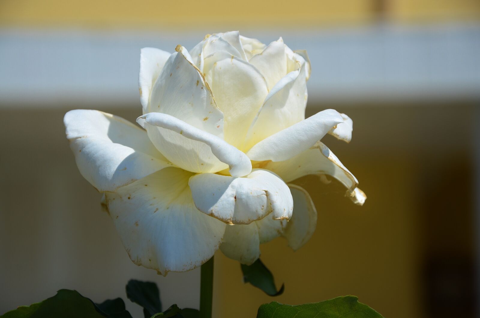 Nikon D7000 sample photo. Rose, flower, spring photography