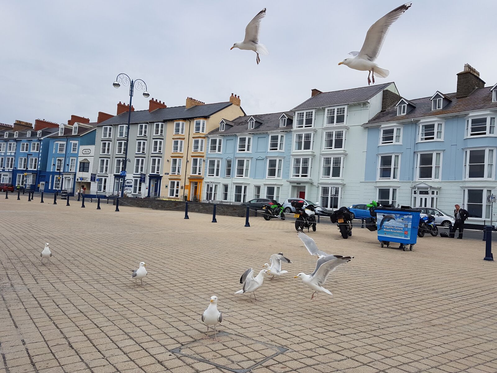 Samsung Galaxy S7 Edge sample photo. Seaside, gull, house photography