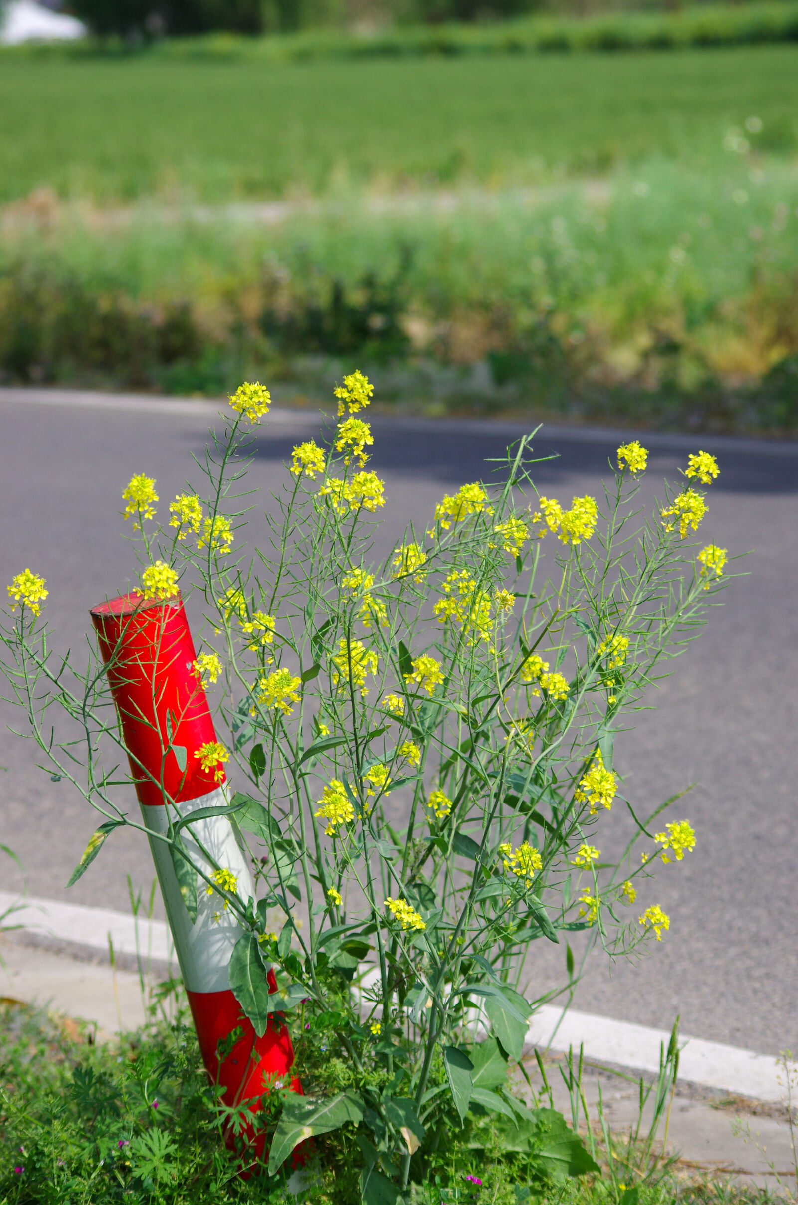 smc PENTAX-DA L 55-300mm F4-5.8 ED sample photo