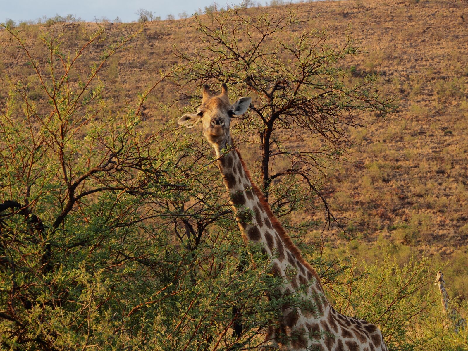 Olympus OM-D E-M5 sample photo. Giraffe, gauteng, south africa photography