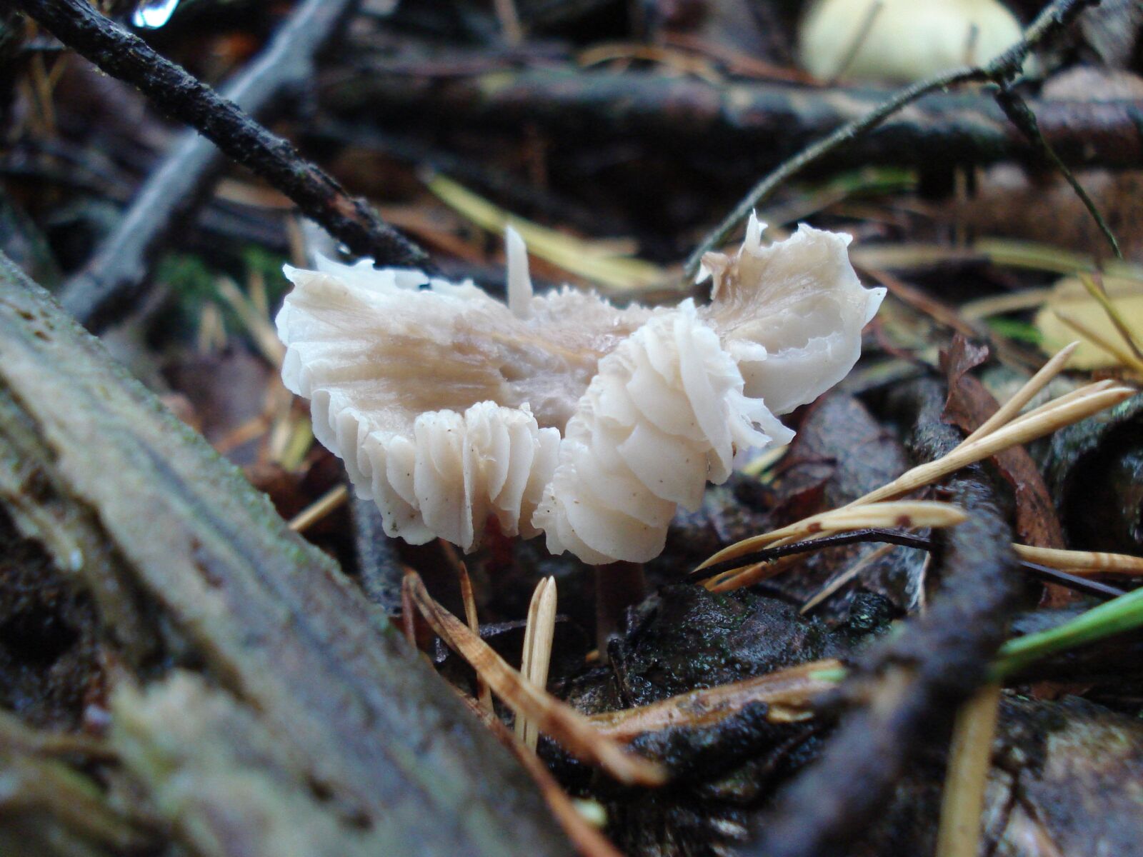 Sony DSC-W40 sample photo. Mushroom, nature, autumn photography