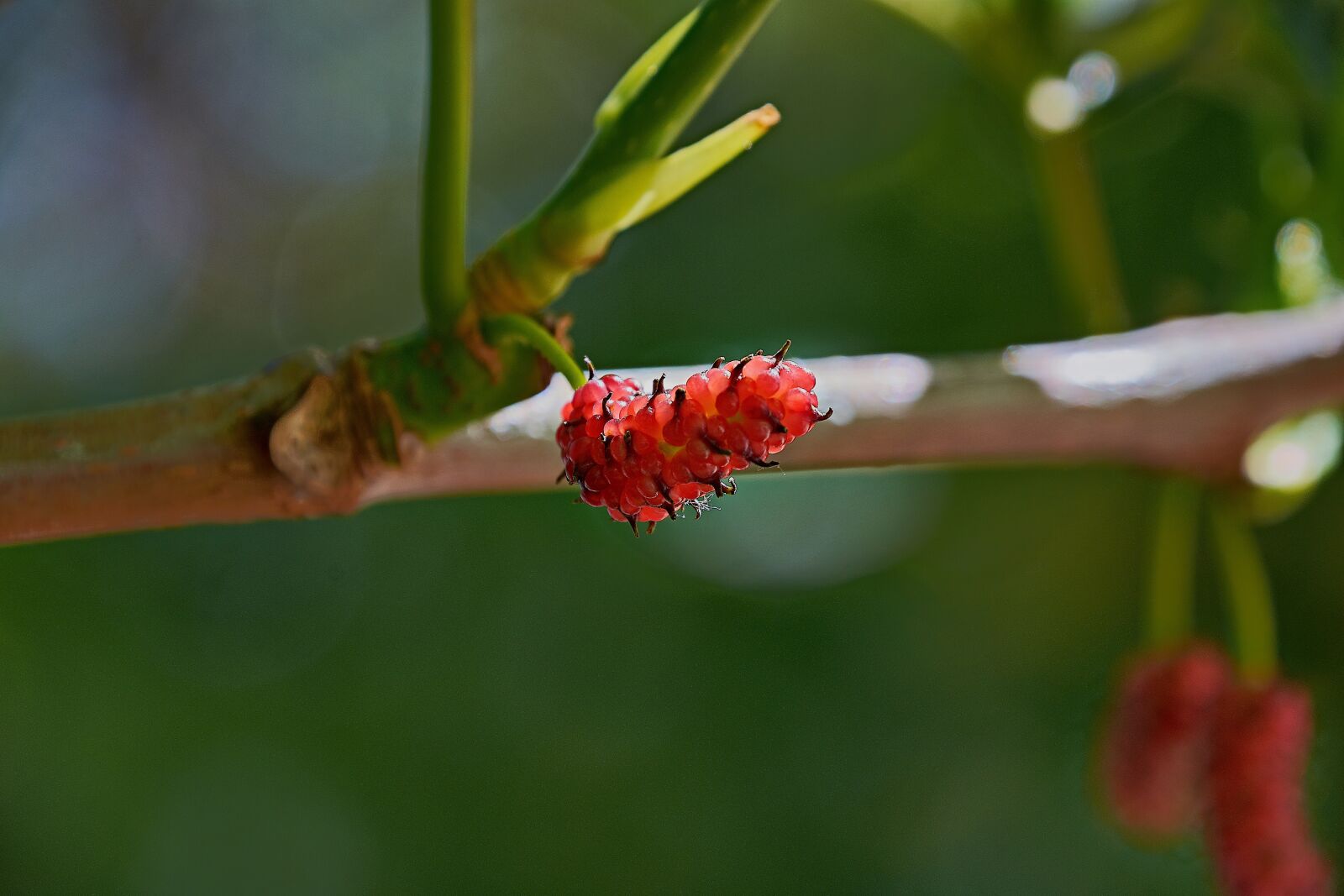 Nikon D7200 sample photo. Blackberries, colorful, plant photography