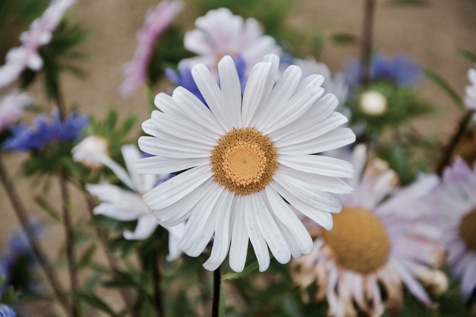Nikon D5200 sample photo. Flowers, daisies, petals photography