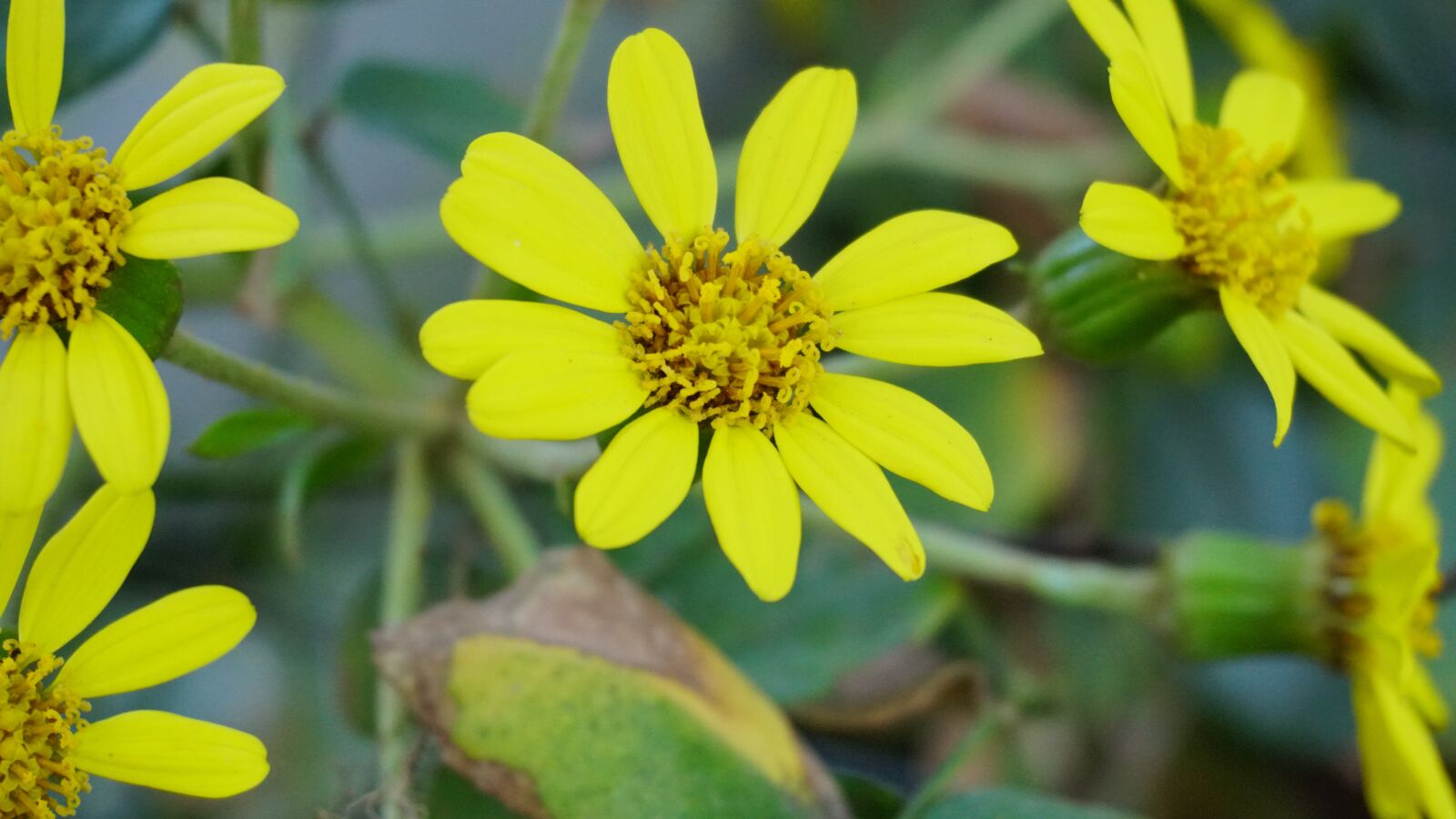 Sony a6500 sample photo. Flowers, yellow, flower photography
