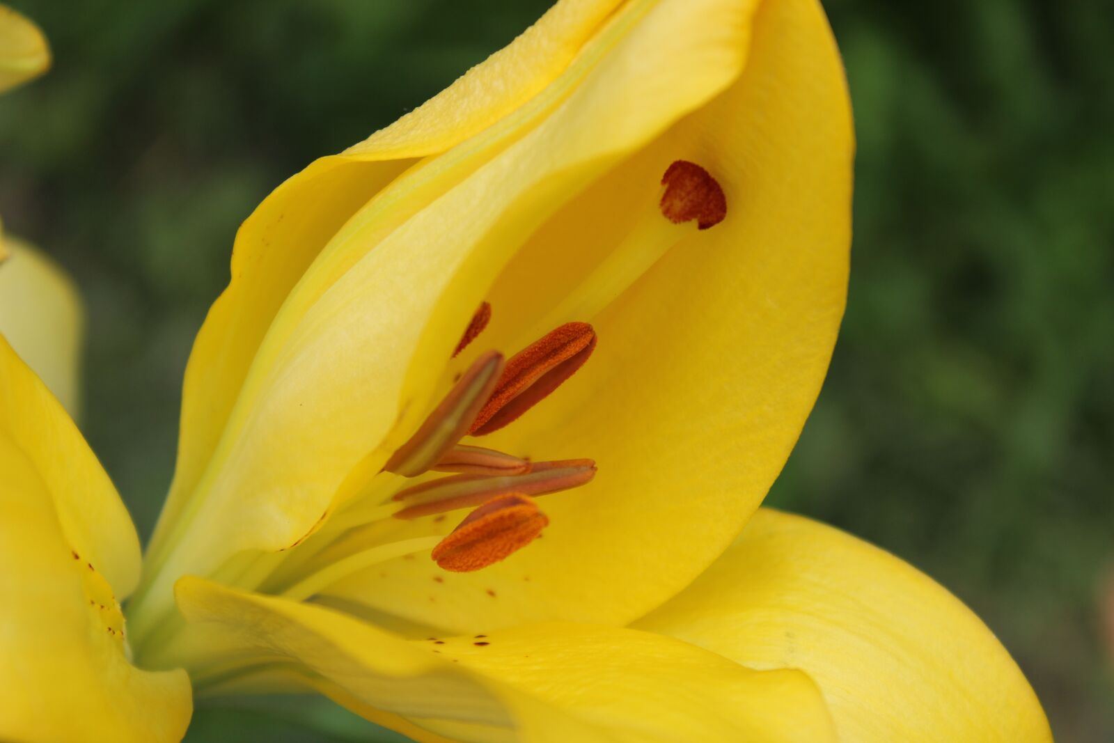 Canon EOS 600D (Rebel EOS T3i / EOS Kiss X5) sample photo. Flower, summer, summer flower photography