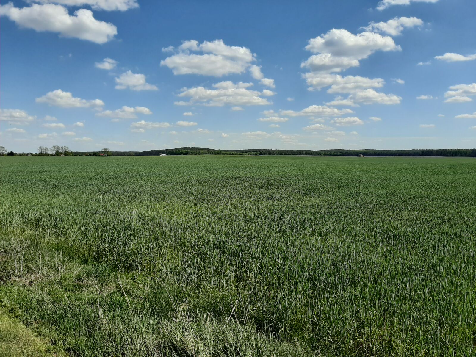 Samsung Galaxy A50 sample photo. Field, corn, poland photography