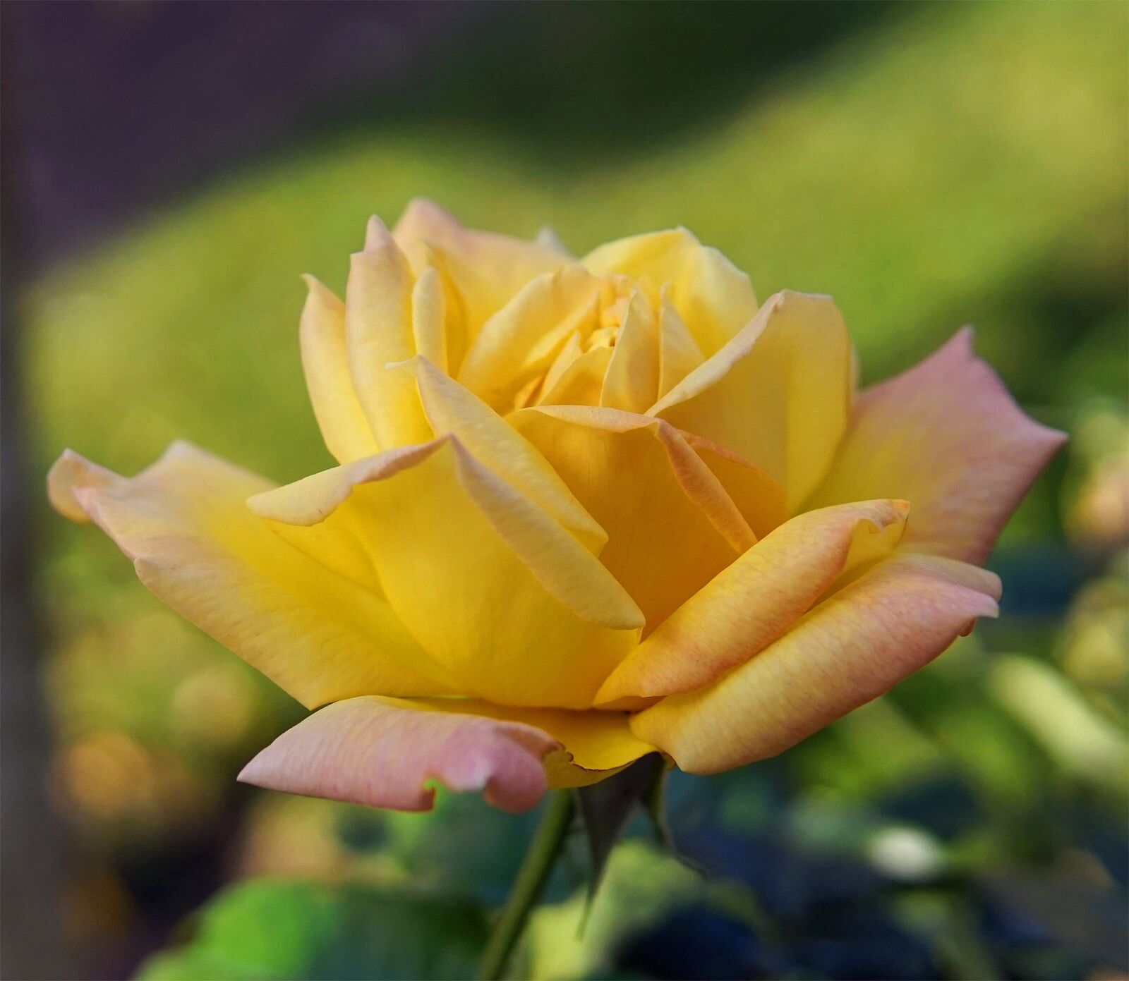 Sigma 30mm F1.4 DC DN | C sample photo. Rose, yellow, blossom photography