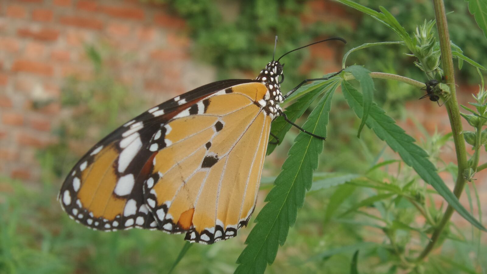 Samsung Galaxy K Zoom sample photo. Butterfly, insect, nature photography