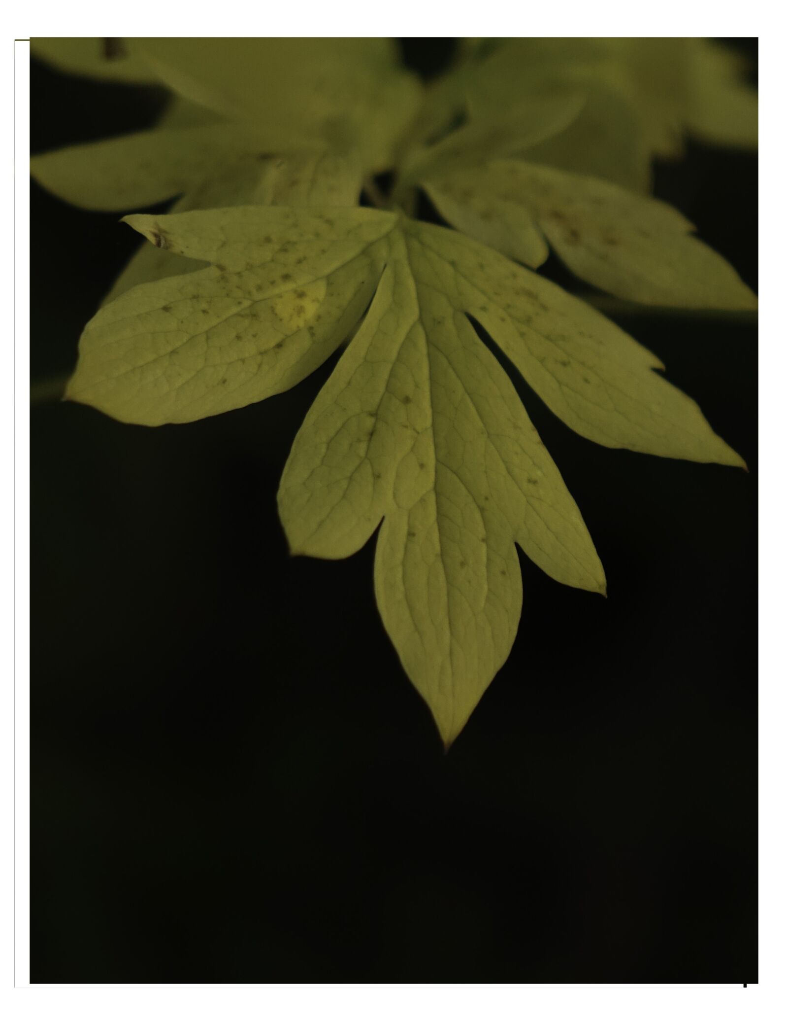 Sony Cyber-shot DSC-RX10 II sample photo. Bleeding heart, leaf, wildflower photography