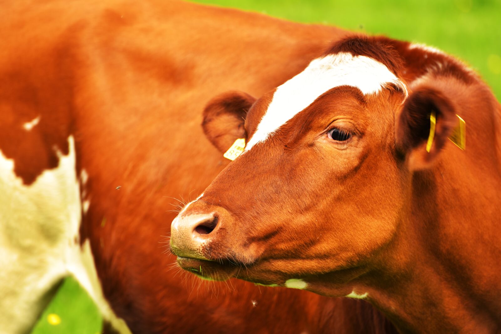 Nikon D750 sample photo. Cow, pasture, eat photography