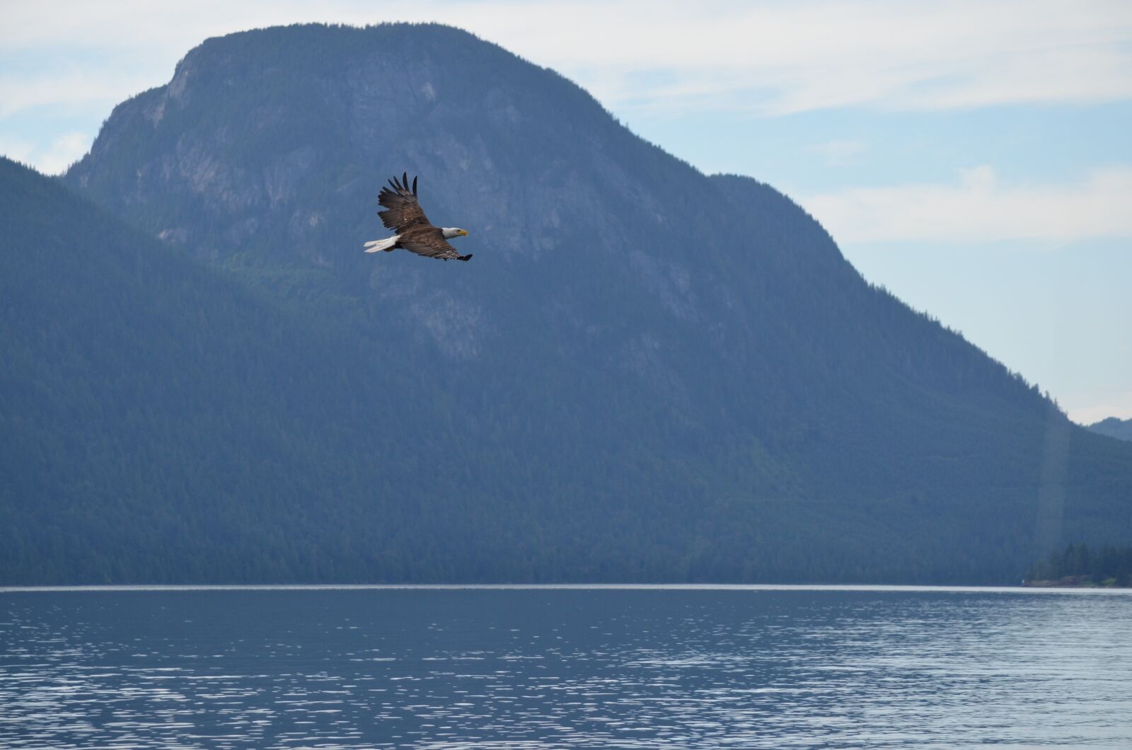 Nikon D5100 sample photo. Eagle, soaring, flying photography