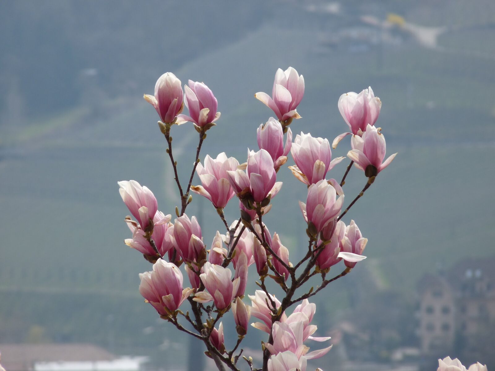 Panasonic Lumix DMC-FZ28 sample photo. Flower, magnolia, spring photography